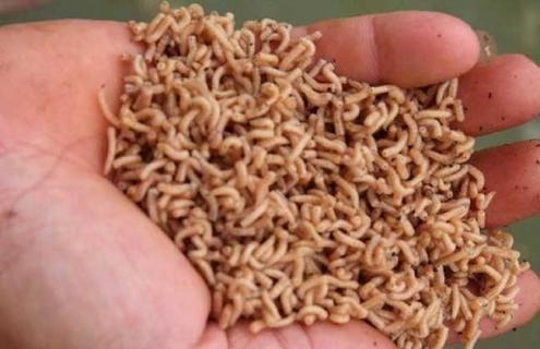 蝇蛆的养殖技术 蝇蛆的养殖技术与管理