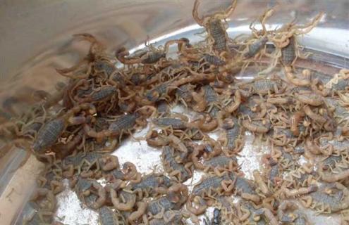 孕蝎的识别方法 孕蝎怎么养