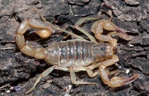 冬季蝎子疾病防治技术（冬季蝎子疾病防治技术要点）