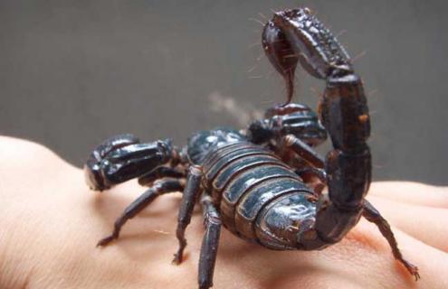 无休眠蝎子养殖技术 无冬眠养蝎技术