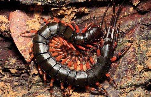 蜈蚣养殖的环境选择（蜈蚣养殖的环境选择什么）