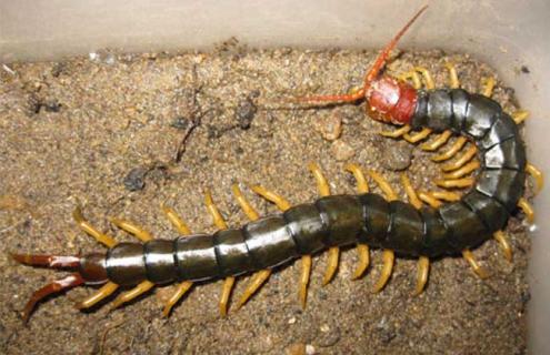 蜈蚣养殖前景（蜈蚣养殖前景和利润）