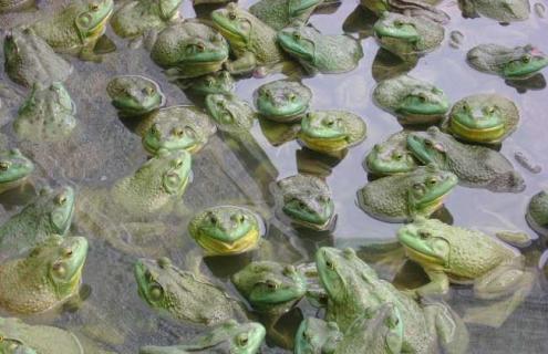 牛蛙的越冬养殖技术（牛蛙的越冬养殖技术有哪些）