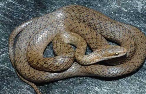 蛇吃什么食物（蛇吃什么食物为主）