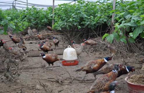 特种养殖成败影响因素 特种养殖转型之路