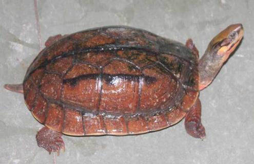 金钱龟的养殖技术 金钱龟的养殖技术与管理