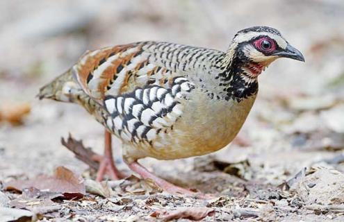 鹧鸪饲养管理技术（鹧鸪 饲养）