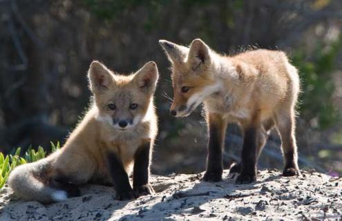 狐狸养殖的注意事项 狐狸养殖技术大全