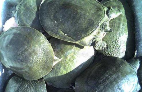 甲鱼如何防止冬眠死亡 怎么让甲鱼不冬眠