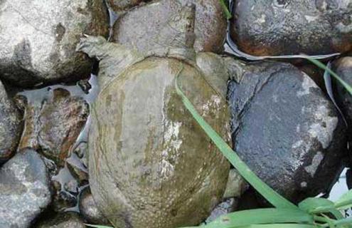 甲鱼吃什么食物（甲鱼吃什么食物怎么养在家）