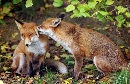 狐狸饲料配制方法 狐狸饲料配制方法图片