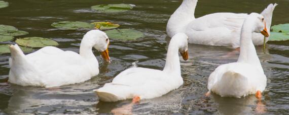 鹅几个月能长成大鹅 鹅几个月能长成大鹅下蛋