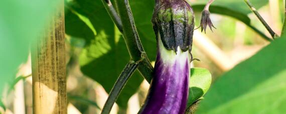 茄子怎样育苗 茄子怎样育苗不烂根不黄叶