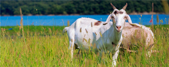 羔羊喂什么饲料长得快（羔羊喂什么饲料长得快些）