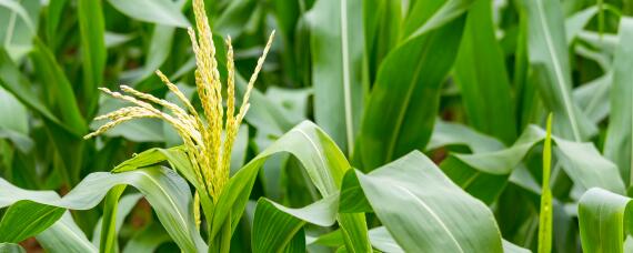 宁玉688玉米品种 宁玉688玉米种简介