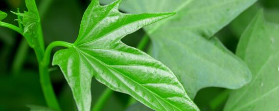 红薯种植技术和管理（红薯种植技术和管理产量）