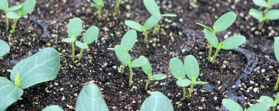 西瓜育苗几天出苗正常（西瓜育苗多少天）