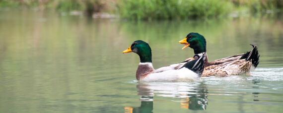 野鸭是几级保护动物（班嘴野鸭是几级保护动物）