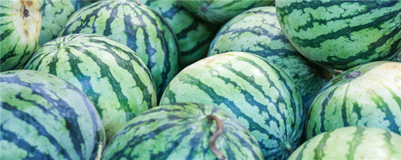 8424西瓜生长期多少天 8424西瓜的生长期是多少天