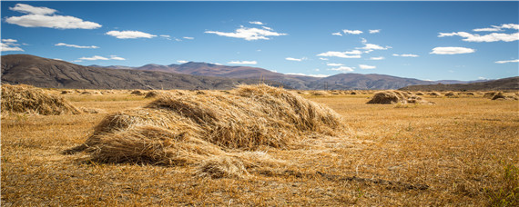 青饲料如何加工和发酵储存（青饲料如何加工和发酵储存视频）