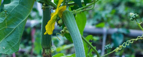 露天丝瓜种植技术与管理 露天丝瓜一般都是几月份开始种