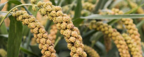 小米种植技术和方法 小米种植技术视频教程