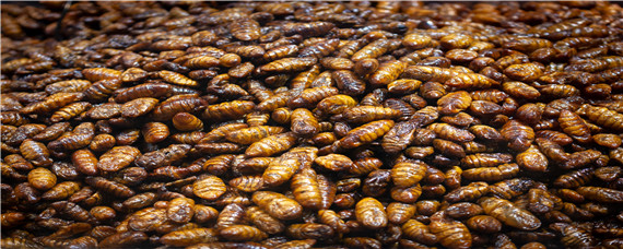 蚕蛹怎么养（蚕蛹怎么养成蛾子）