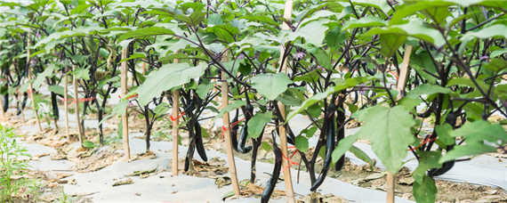 茄子生长温度是多少（茄子生长温度是多少度）