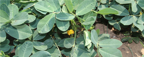 花生专用肥料（花生专用肥料有哪些）