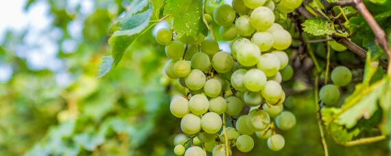 阳光玫瑰葡萄大棚怎么建（阳光玫瑰葡萄大棚怎么建的）