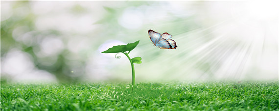 秧苗白化苗是怎么回事 秧苗发白用什么药