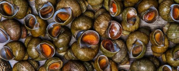 如何养殖田螺 如何养殖田螺的技术