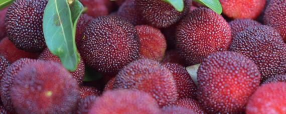 杨梅用什么农药（杨梅用什么农药喷药）