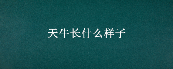 天牛长什么样子 天牛长什么样子咬人吗有毒吗