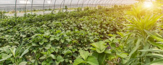 4月份适合种什么蔬菜种子（四月份适合种什么蔬菜瓜果）