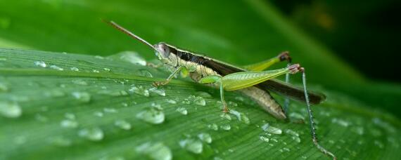 蝗灾属于农业病害吗（蝗灾属于农业病害吗视频）