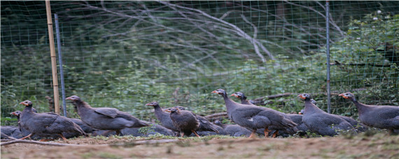 珍珠鸡能长多大多少斤 珍珠鸡养多久才生蛋
