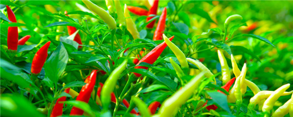 辣椒怎么育苗?辣椒的育苗技术（辣椒怎么育苗?辣椒的育苗技术）