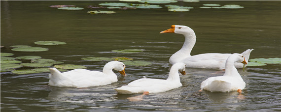 小鹅喂养方法 小鹅前15天的饲养方法