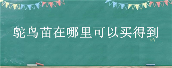鸵鸟苗在哪里可以买得到 鸵鸟苗在哪里可以买得到多