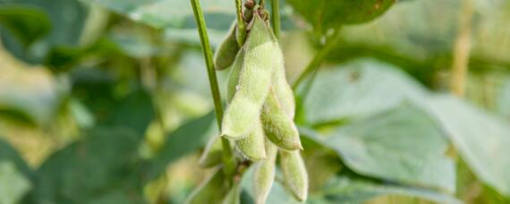 毛豆种植技术（毛豆种植技术和管理方法）