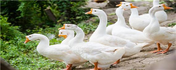 怎么养小鹅 怎么养小鹅的视频