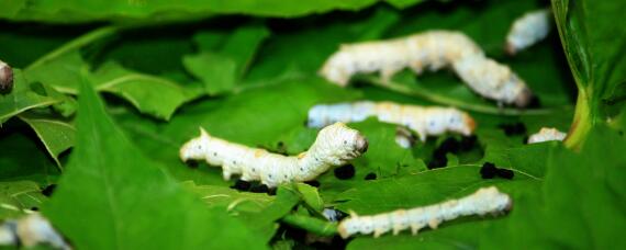 蚕的生长发育需要什么条件 蚕的生长发育需要什么条件呢
