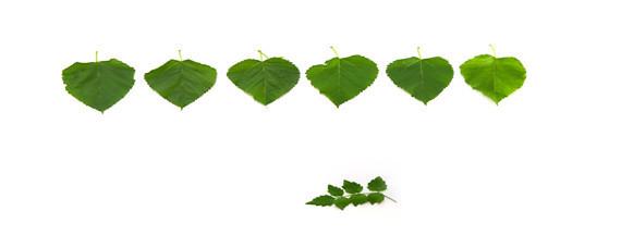 喂蚕的桑叶干了怎么办（喂蚕的桑叶干了怎么办视频）