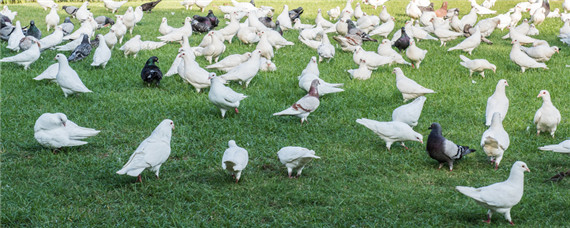 土鸽子是什么品种 土鸽子是信鸽吗