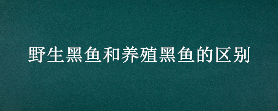 野生黑鱼和养殖黑鱼的区别 野生黑鱼和养殖黑鱼的区别是什么
