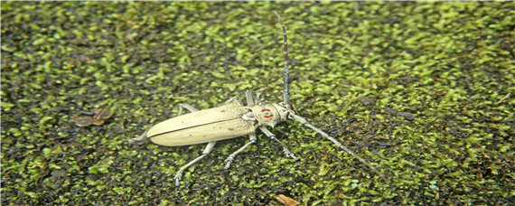 天牛吃什么食物（天牛吃什么才能养活）