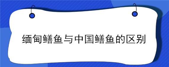 缅甸鳝鱼与中国鳝鱼的区别 缅甸鳝鱼为什么那么便宜