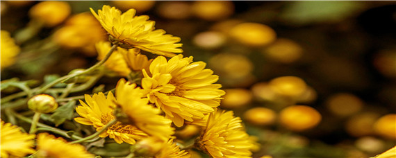 菊花种植基地在哪里（菊花种植基地在哪里呢）