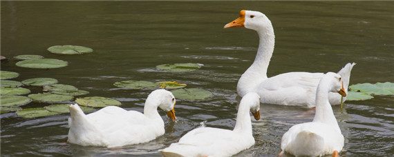鹅抱窝有什么表现（鹅抱窝有什么表现和特点）